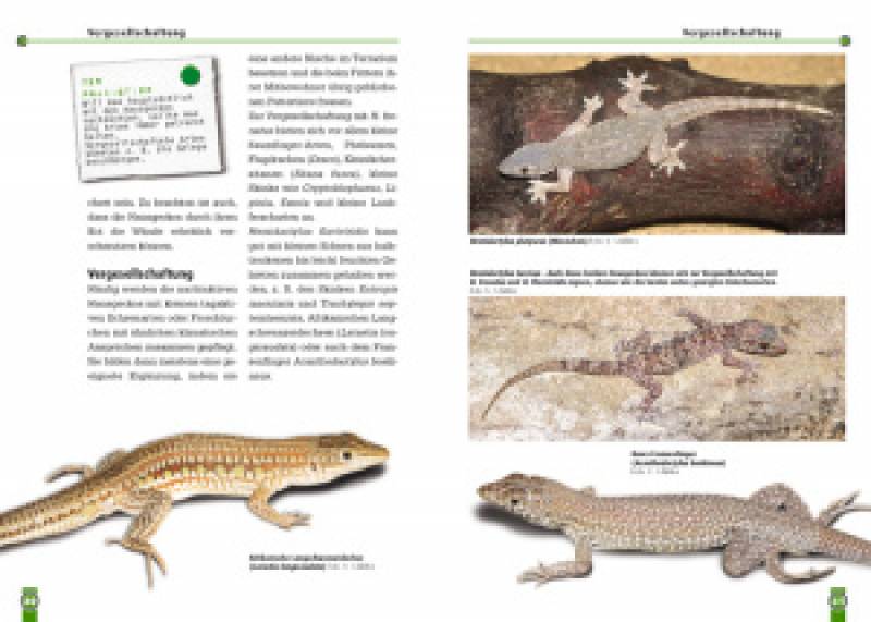 Preview: Hausgeckos